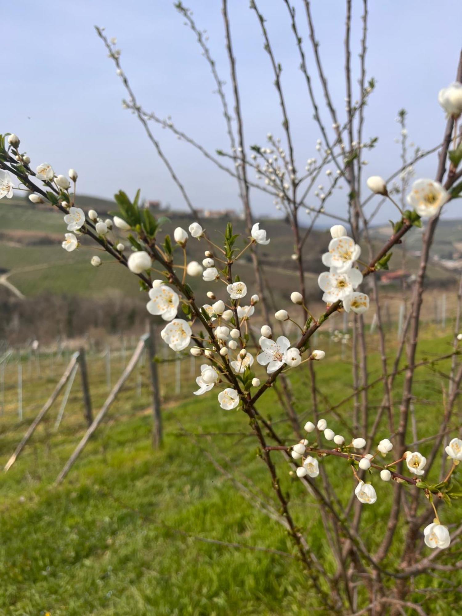 Hotel Le Cornici - Cascina Di Charme Diano dʼAlba Zewnętrze zdjęcie